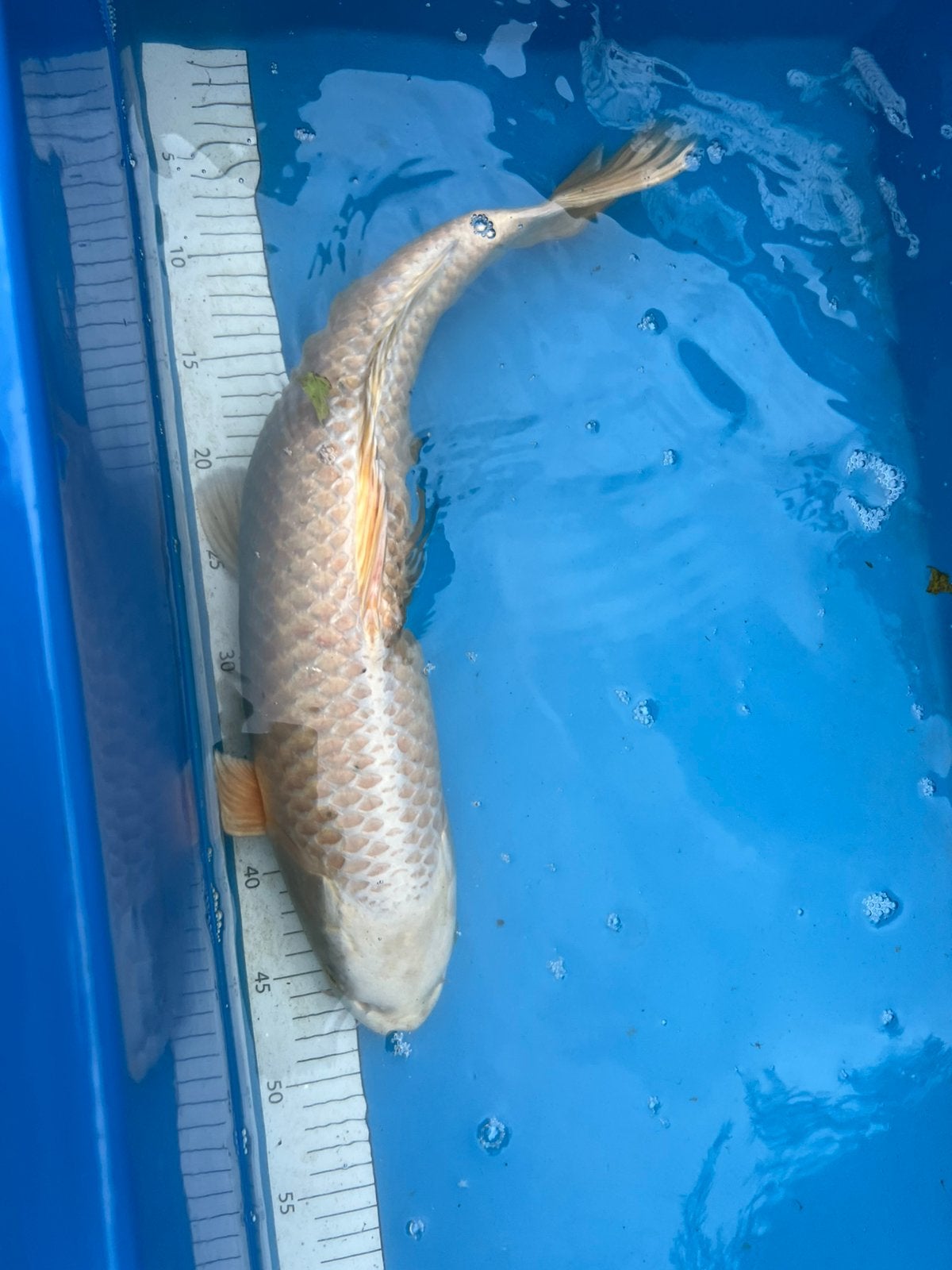 Grote yamabuki ogon, Dieren en Toebehoren, Karper of Koi