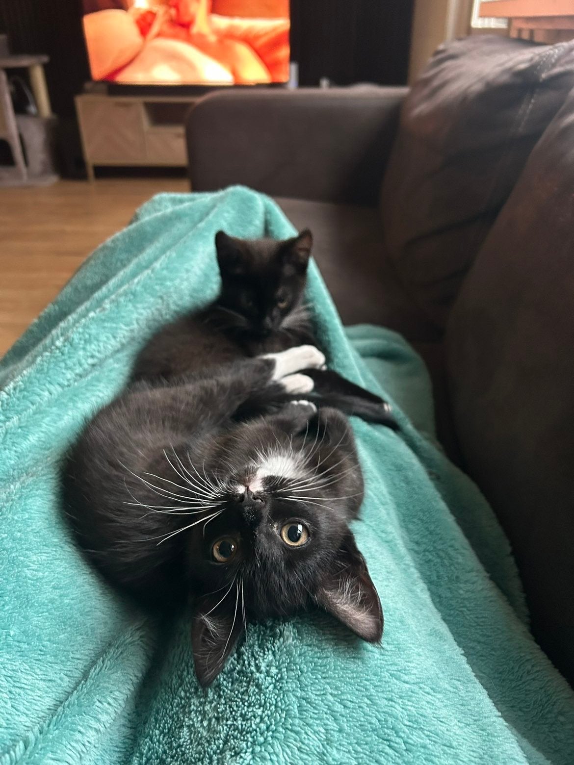 Kittens, Ophalen, Nieuw