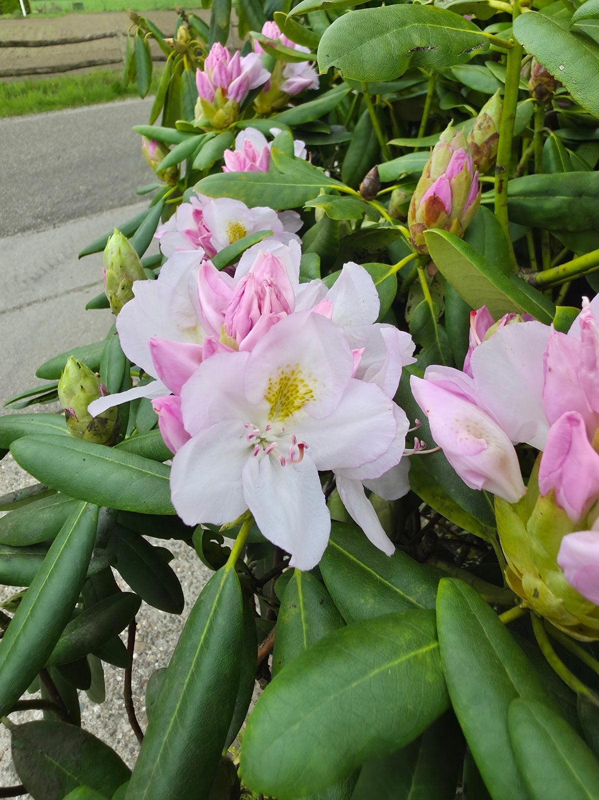Rhododendron Planten en Struiken Kopen | Marktplaats