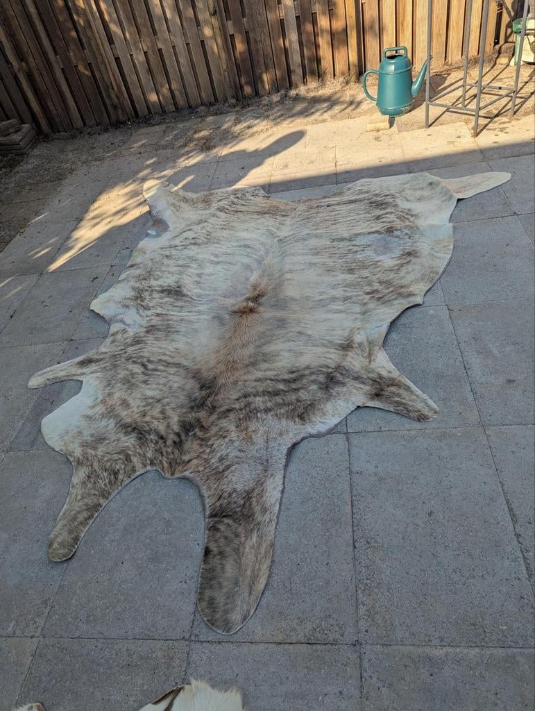 Koeien huiden, Ophalen, Gebruikt, 200 cm of meer, Crème