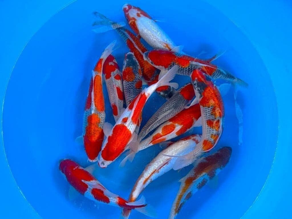 Nieuwe Japankoi, Nisai echte jumbo koi nu al 40/45 cm, Karper of Koi