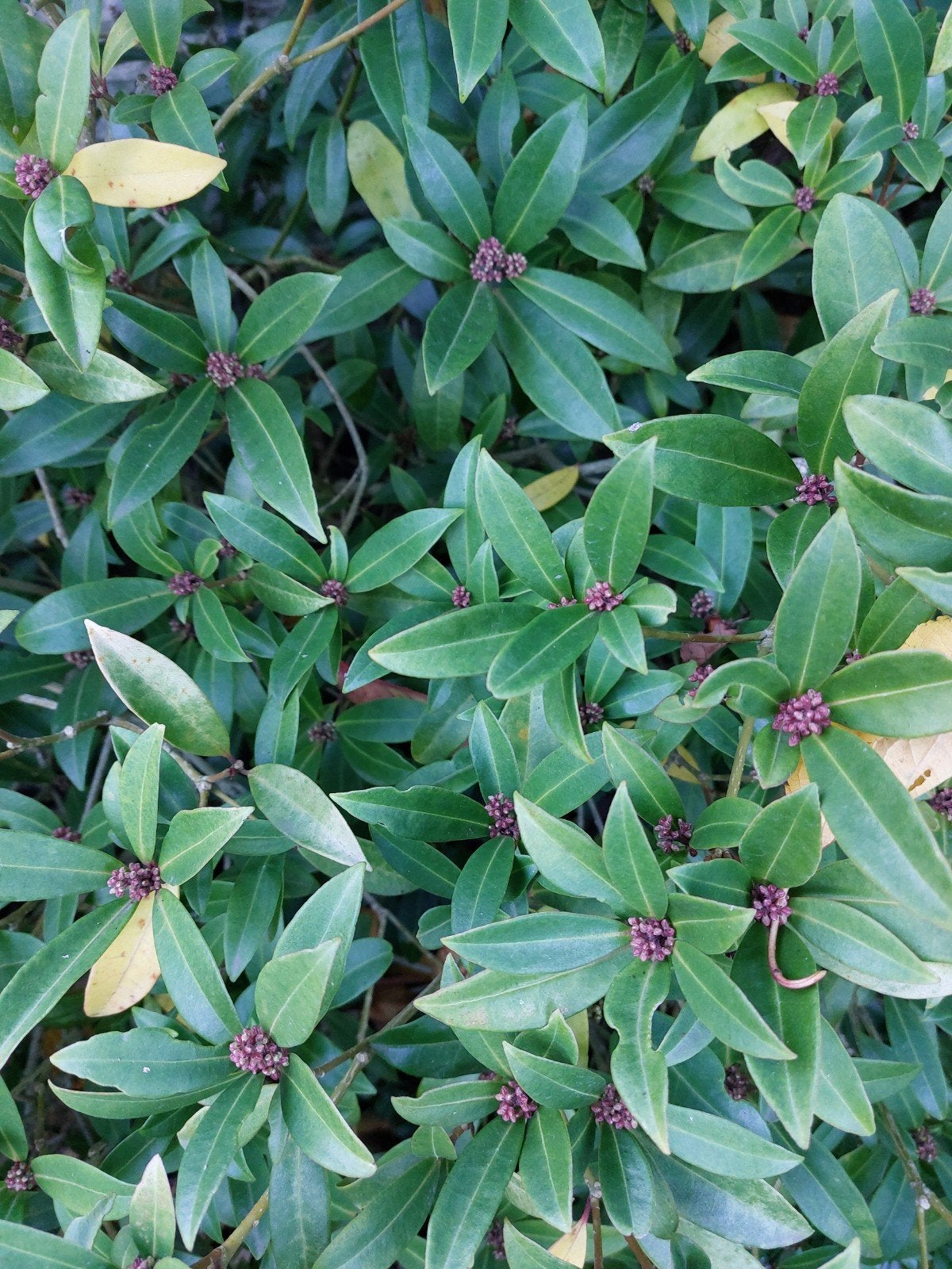 Skimmia plant - Groenblijvend en winterhard, Tuin en Terras, Vaste plant, Halfschaduw, Winter, Ophalen