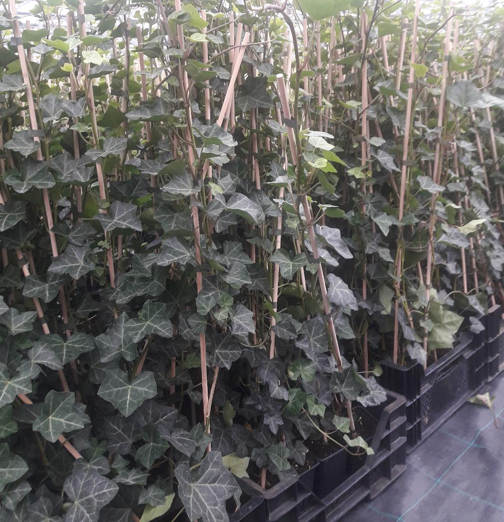 te koop hedera hibirnica klimop gestokt 1m +, Ophalen, Overige soorten, 100 tot 250 cm