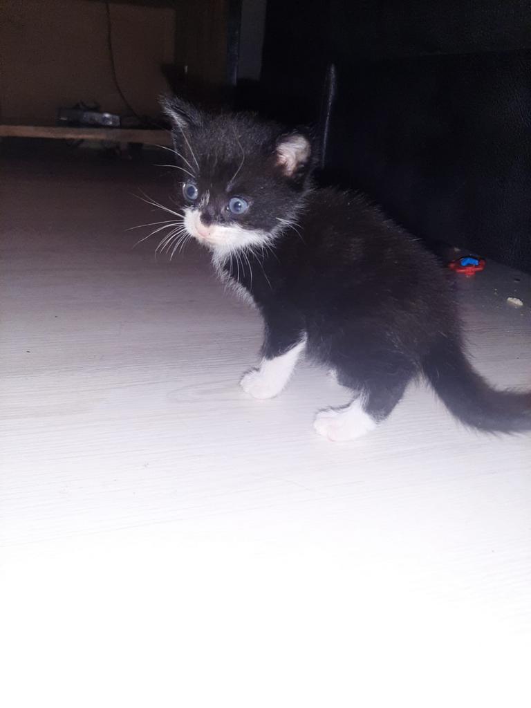 4 kittens zoeken nieuw huisje, Dieren en Toebehoren, Meerdere dieren, 0 tot 2 jaar