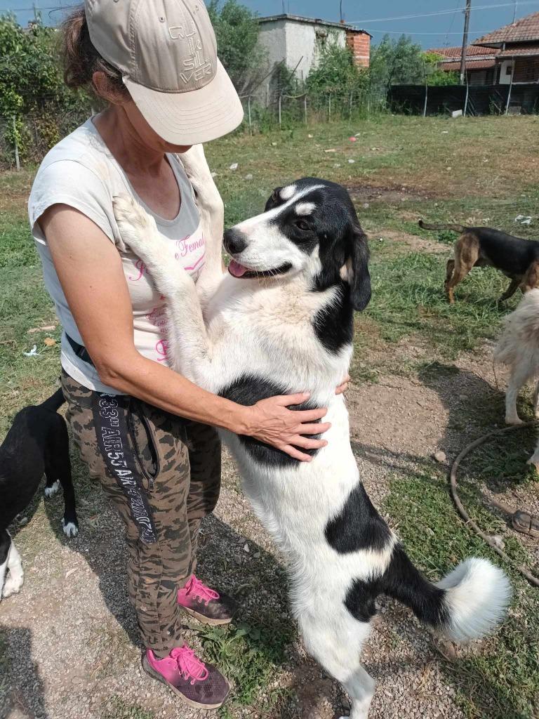 Candy wacht al zo lang op haar gouden mandje, Dieren en Toebehoren, Honden | Niet-rashonden, Particulier, Buitenland, Teef, Parvo