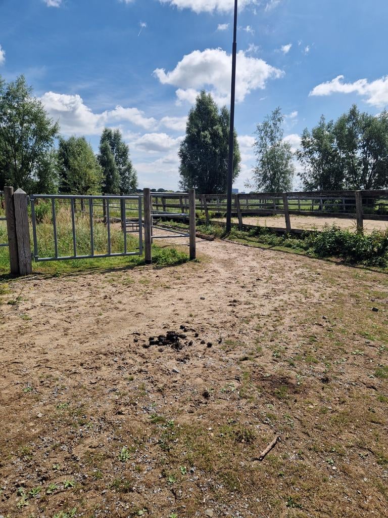 Gezocht: Plek voor 6- 10 paarden, Weidegang, 4 paarden of pony's of meer