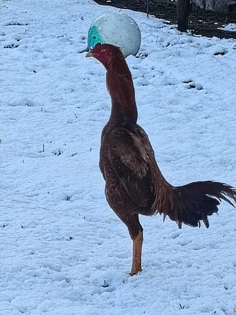 O Shamo koppel, Dieren en Toebehoren, Pluimvee, Meerdere dieren, Kip