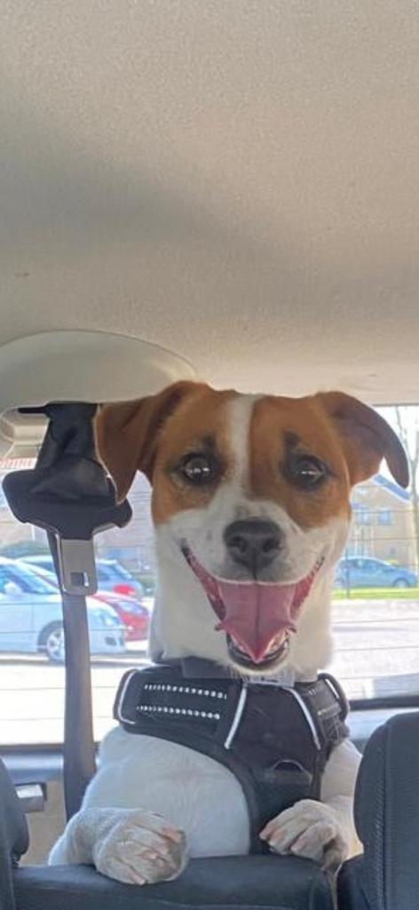 Jack Russel dekreu (niet te koop), Reu, Parvo, Eén hond, 3 tot 5 jaar
