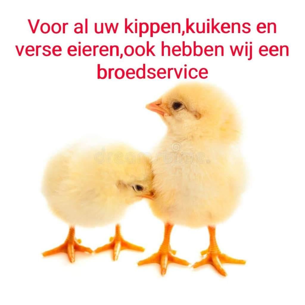 Kuikens, Dieren en Toebehoren, Pluimvee, Meerdere dieren, Kip