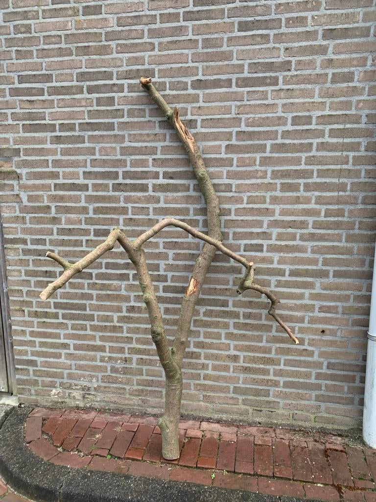 Onbehandelde droge boomtak, krabpaal, kapstok, boomstam, tak, Huis en Inrichting, Woonaccessoires | Overige, Ophalen, Zo goed als nieuw
