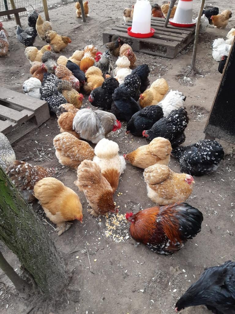 Super lieve COCHIN kriel kuikentjes in alle kleurslagen🐣🐥, Dieren en Toebehoren, Vrouwelijk, Kip
