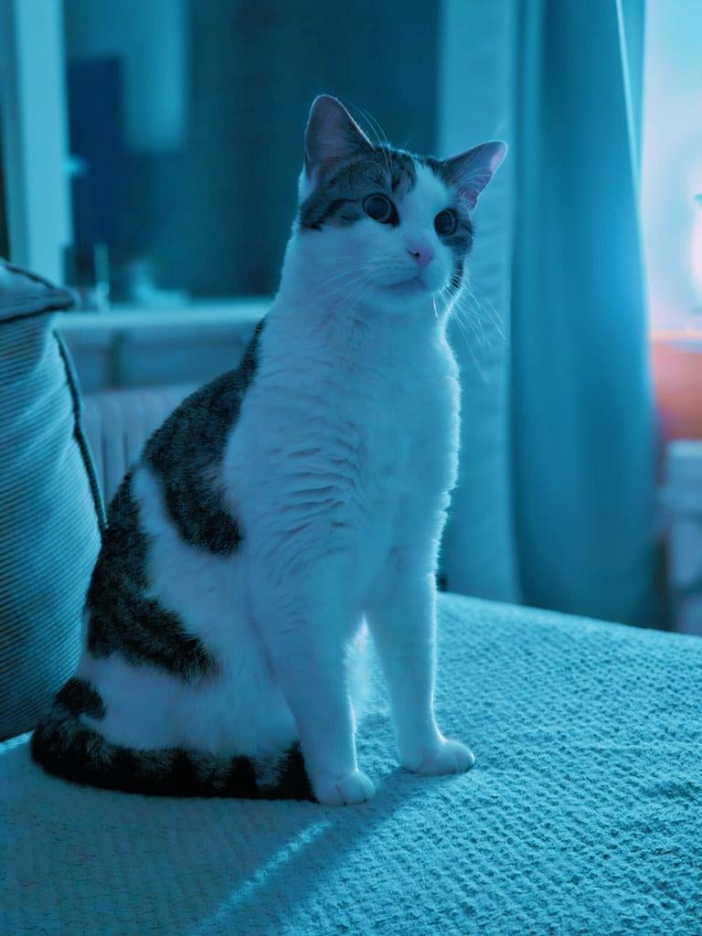 Twee gezonde katten van 2 jaar oud ( broer en zus) .