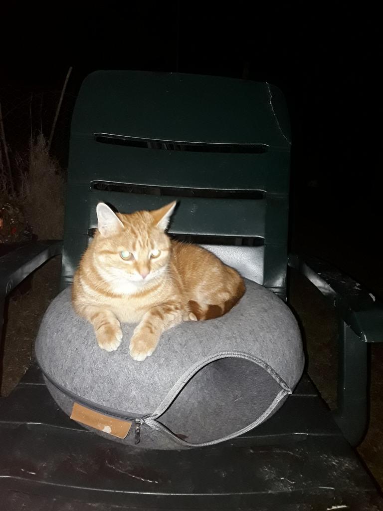Boerderij ,Poesje 1,5 j THUIS alleen Buiten ,!! MAASTRICHT, Dieren en Toebehoren, Poes