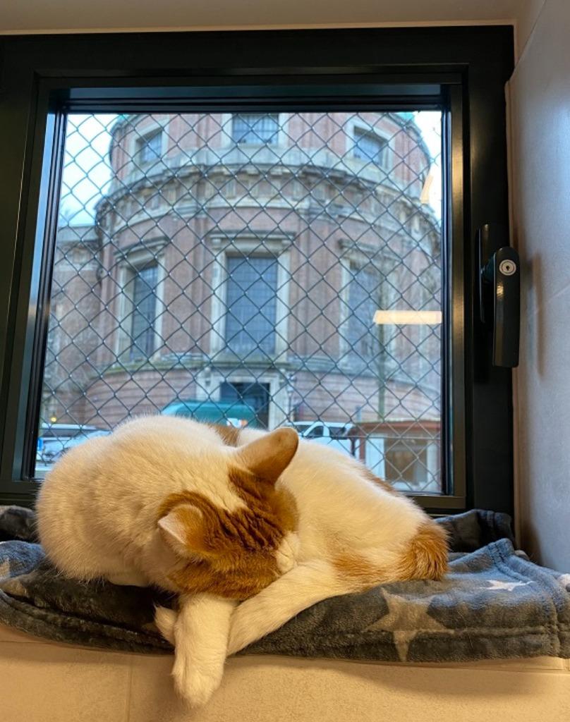 katten helpen, Dieren en Toebehoren, Katten en Kittens | Overige Katten, Poes