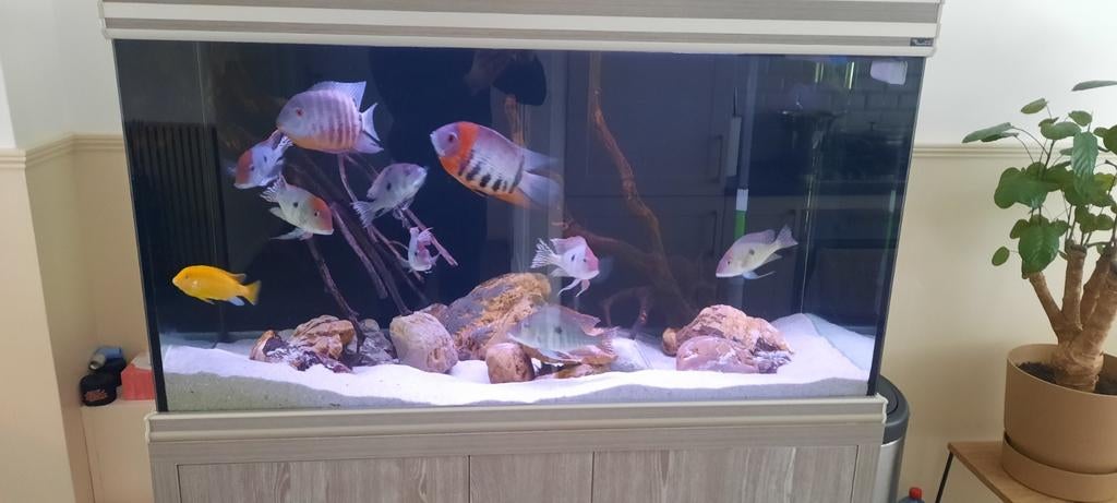 Aquarium aquatlantis 120x50x70 compleet, Ophalen, Zo goed als nieuw, Gevuld zoetwateraquarium