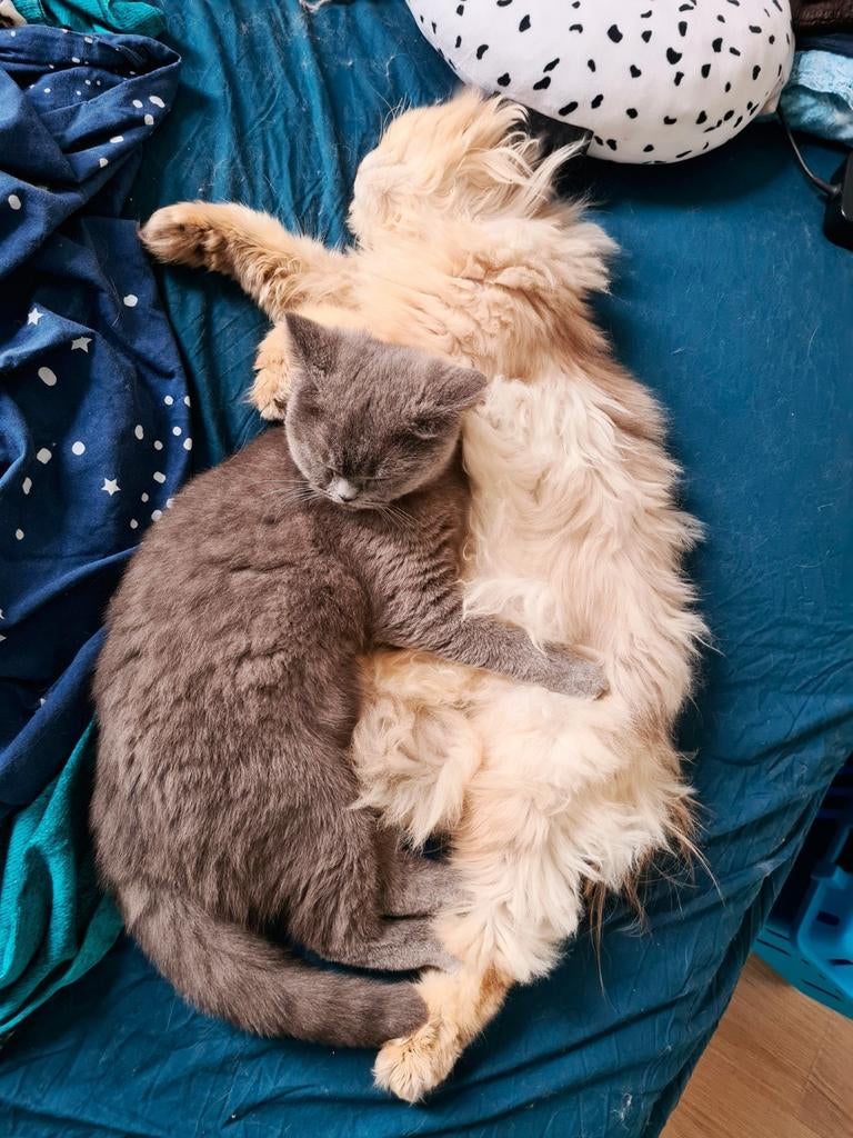 LIEFSTE Brits / britse langhaar dekkater met STAMBOOM, Dieren en Toebehoren, Katten en Kittens | Dekkaters
