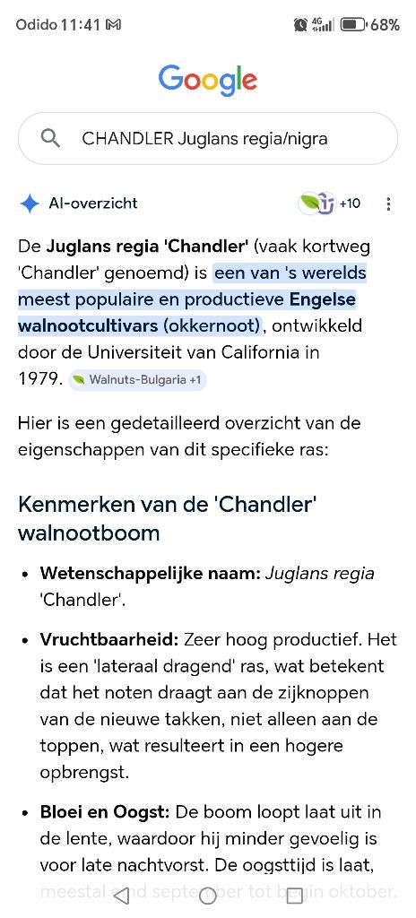 Te koop walnoten bomen CHANDLER Juglans regia/nigra REGIA., Tuin en Terras, Overige Tuin en Terras, Nieuw, Ophalen of Verzenden