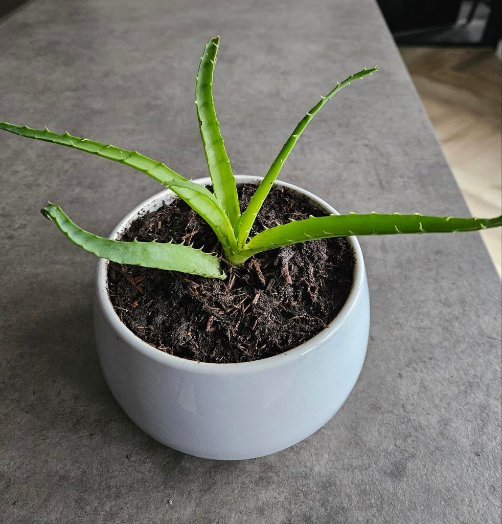 Aloë arborescens stek - in pot, Ophalen, In pot, Halfschaduw, Minder dan 100 cm