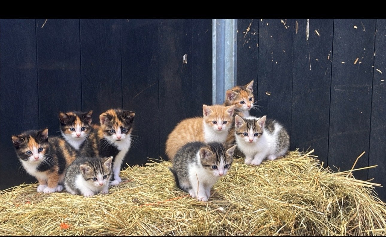 Prachtige kittens