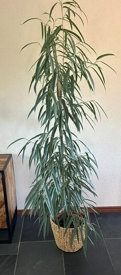 Kamerplant wilgenbladficus met pot ca 2 meter hoog, Ophalen, Ficus, Halfschaduw, In pot