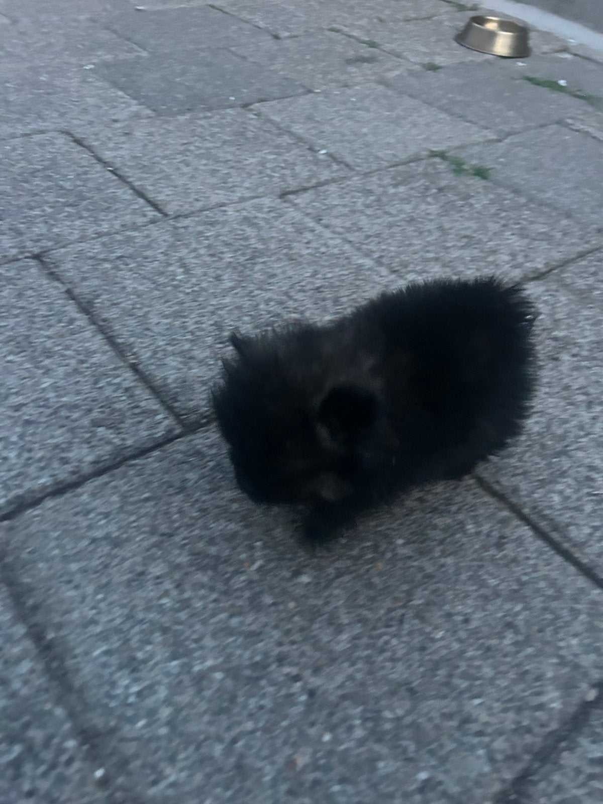 Te koop pomeriaan pups, Parvo, Overige rassen, 8 tot 15 weken, Meerdere
