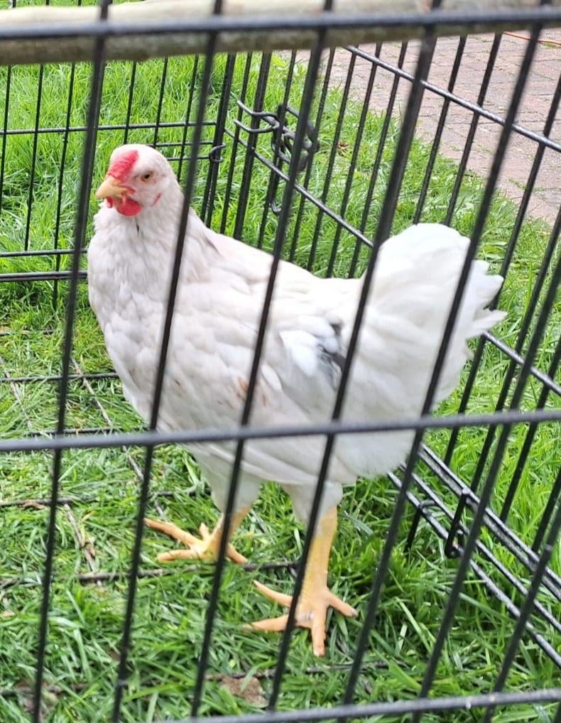 Wyandotte kriel haantje, Dieren en Toebehoren, Pluimvee, Mannelijk, Kip