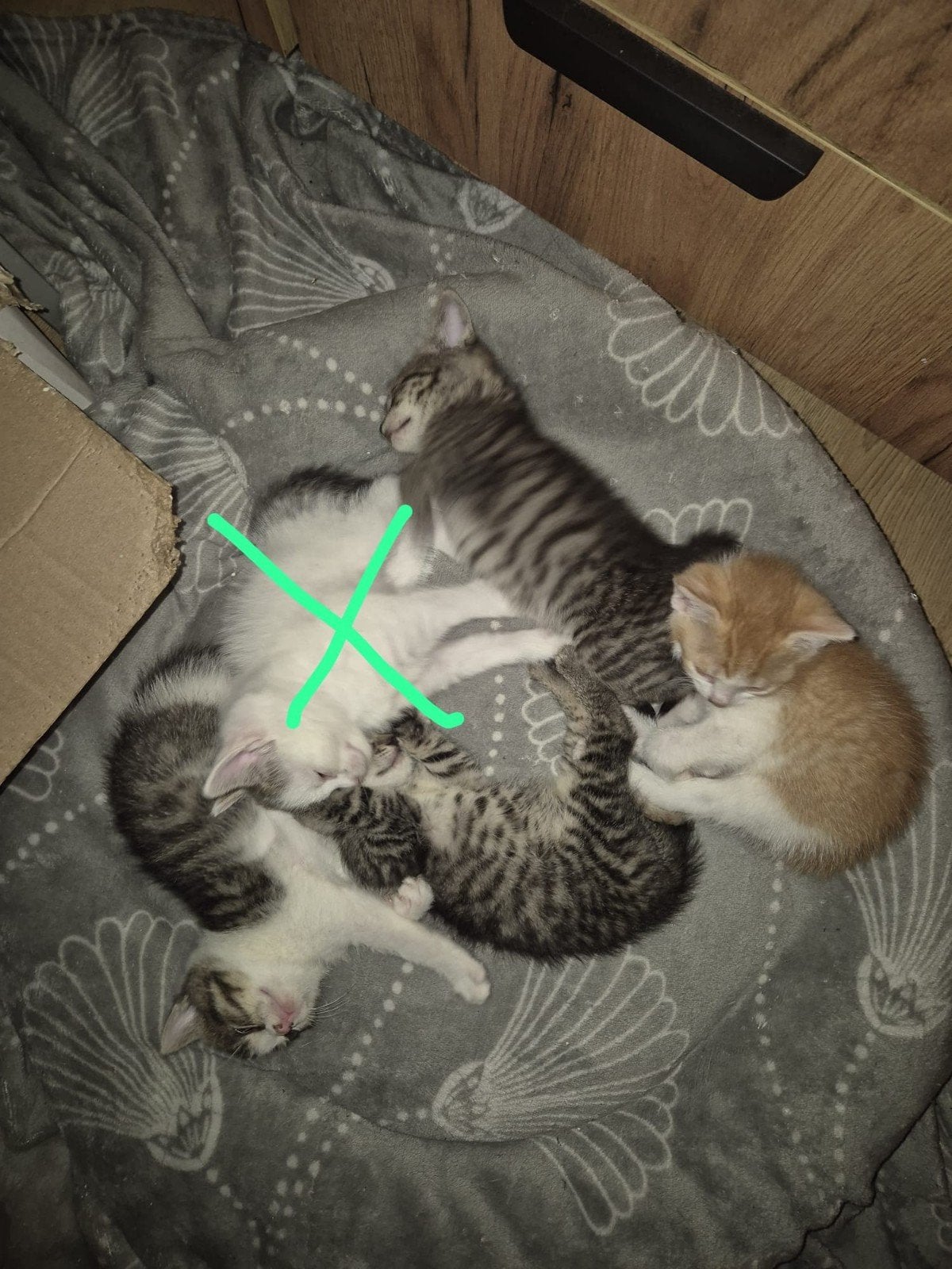 Kittens te koop!, Meerdere dieren