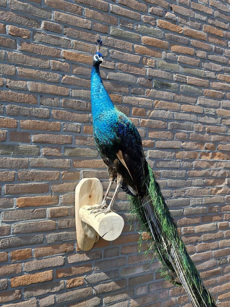 Een prachtige grote opgezette pauw om op te hangen!, Verzamelen, Ophalen, Nieuw, Overige soorten, Opgezet dier