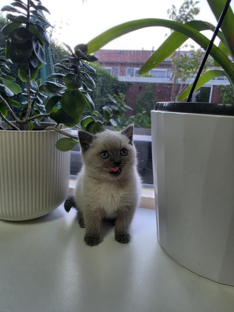 Prachtige Brits Korthaar kittens( Colourpoint)!, Dieren en Toebehoren, Katten en Kittens | Raskatten | Korthaar, Meerdere dieren