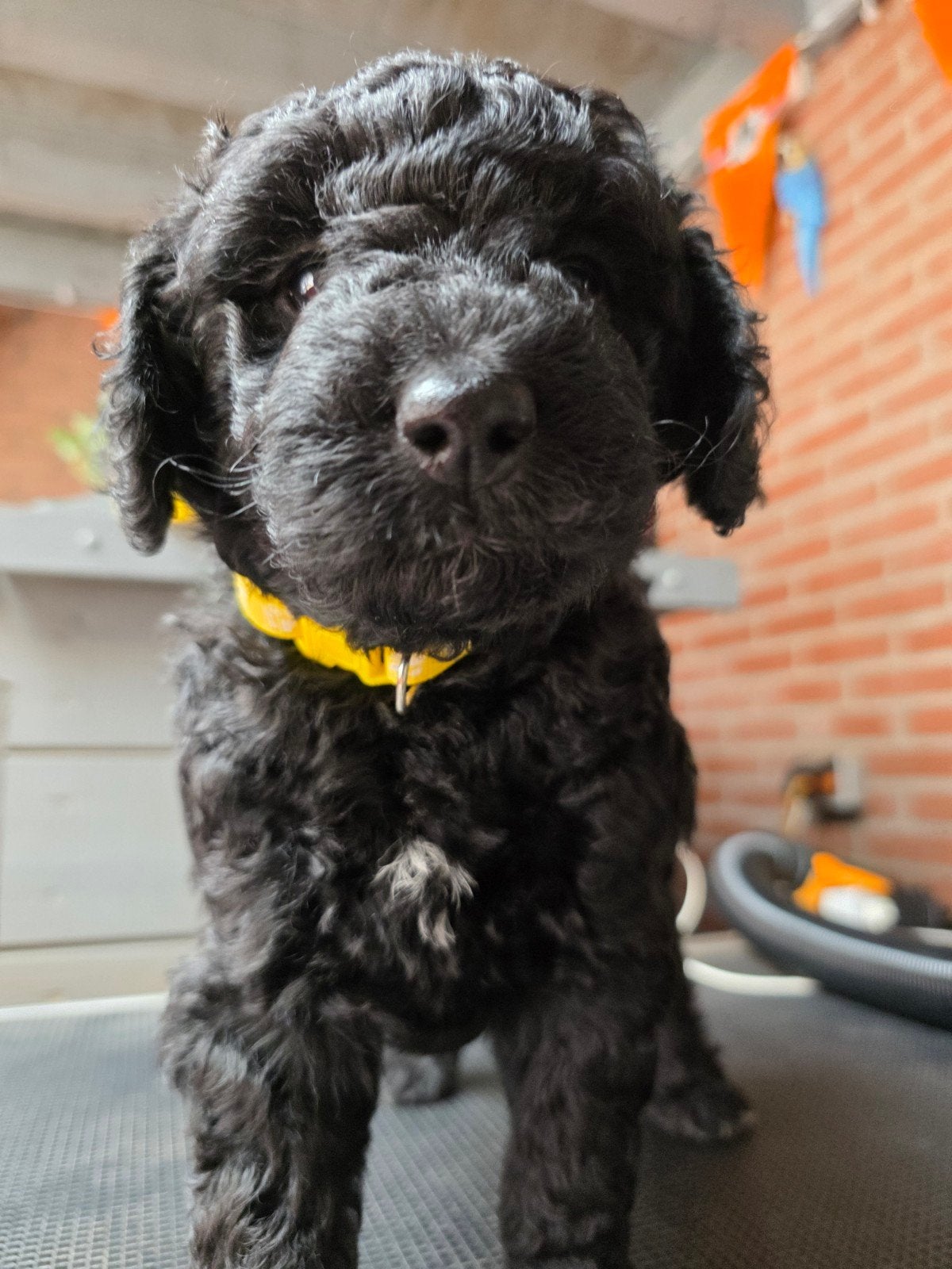 goldendoodle x mini ALD Multigen pups, Parvo, 8 tot 15 weken, Meerdere, Meerdere dieren