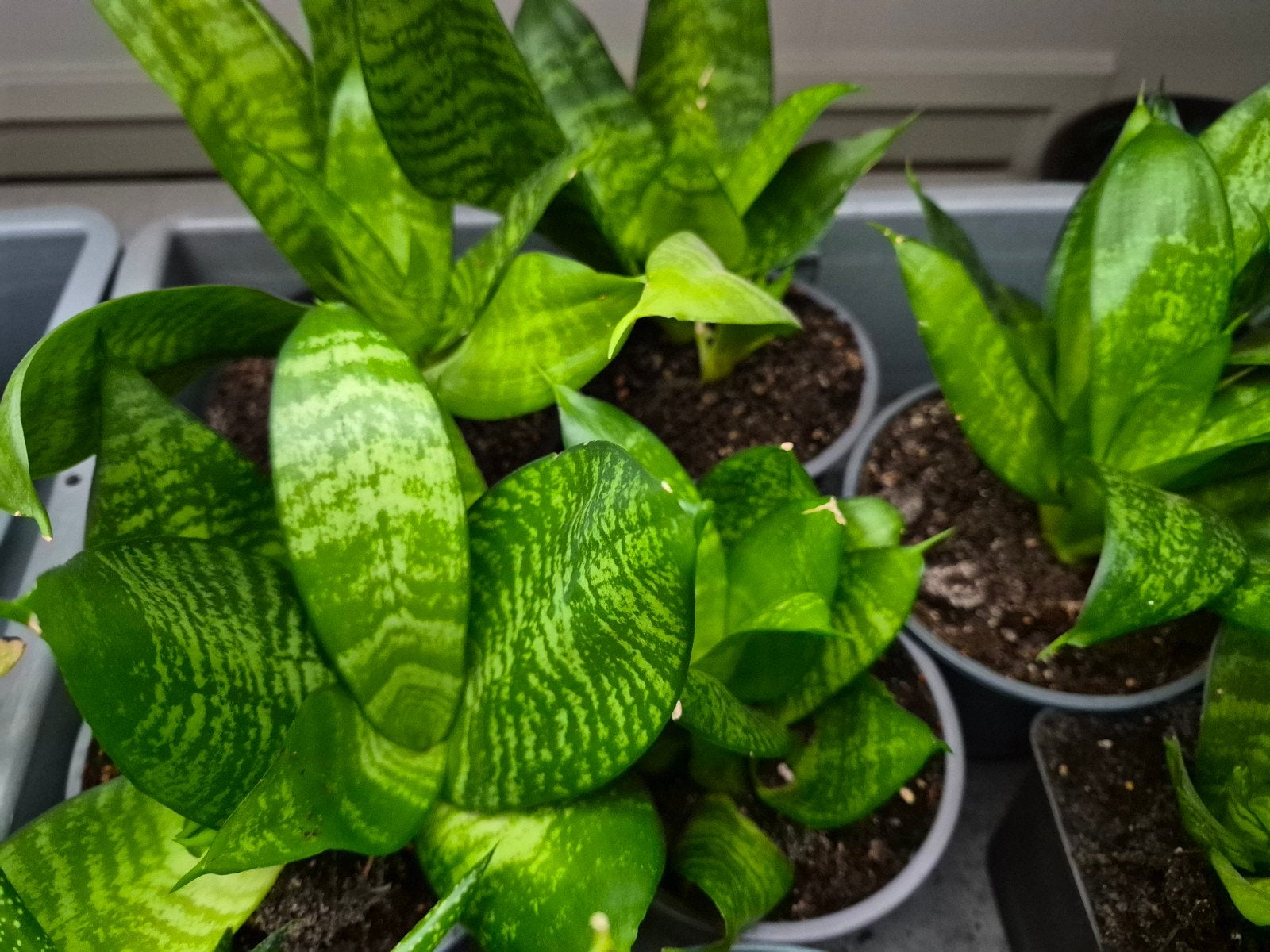 Diverse stekken Sanseveria, Groene kamerplant, Ophalen, Halfschaduw, Minder dan 100 cm