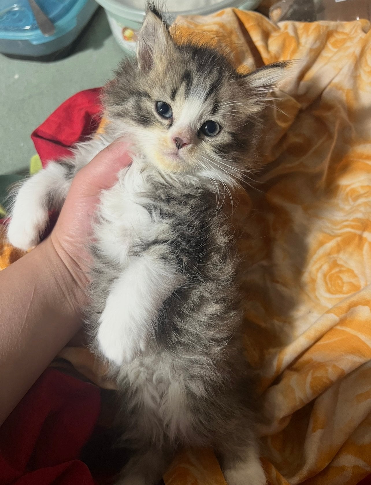 Kitten, Dieren en Toebehoren, Kater