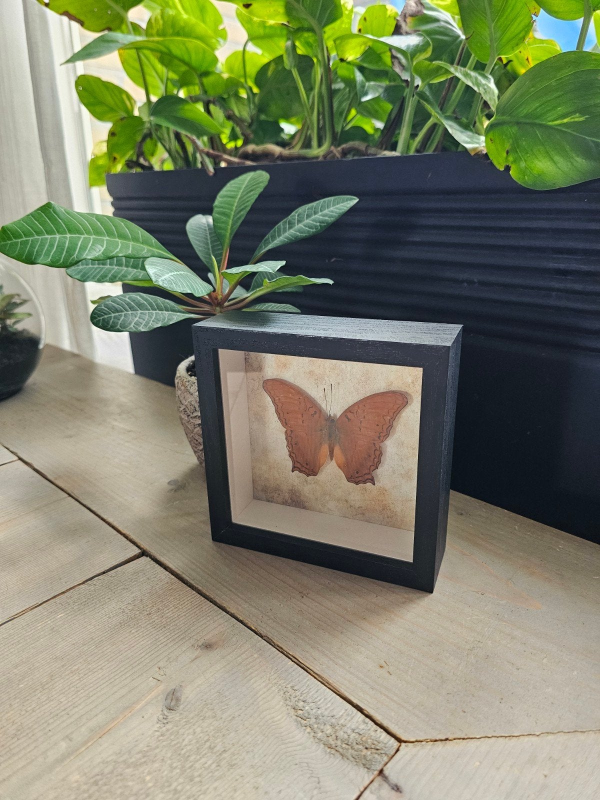 Erg mooi lijstje met vlinder, Ophalen of Verzenden, Hout, Minder dan 50 cm, Minder dan 50 cm