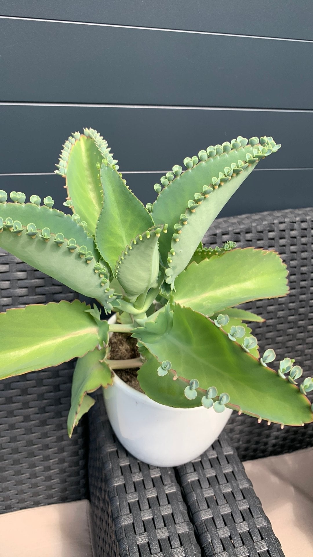 Vetplant met pot €3, Huis en Inrichting, Kamerplanten, Ophalen of Verzenden, Halfschaduw, Minder dan 100 cm