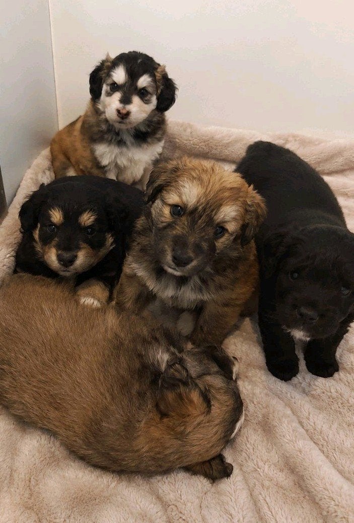 Cockapoo x Pomsky puppy’s, Dieren en Toebehoren, Honden | Niet-rashonden, 8 tot 15 weken, Parvo, Meerdere, Meerdere dieren