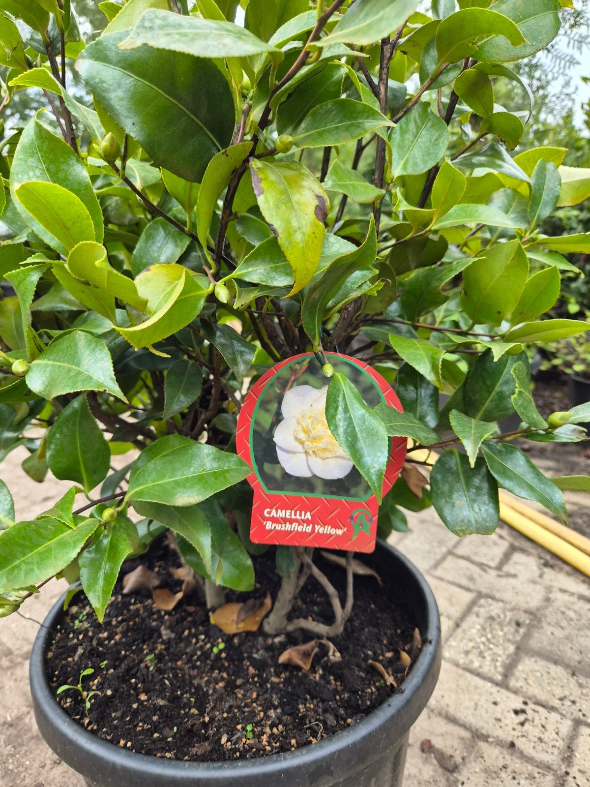 Camellia 'Brushfield Yellow' - Winterbloeier, Ophalen, Winter, Vaste plant, Halfschaduw