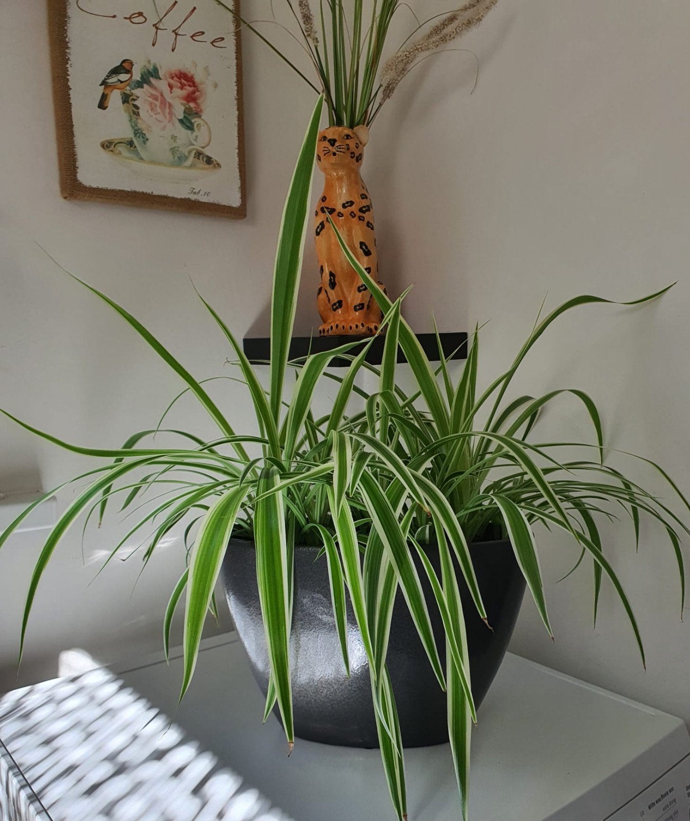 Graslelie (Chlorophytum comosum) in pot, Huis en Inrichting, Kamerplanten, Groene kamerplant, Ophalen, Overige soorten, In pot