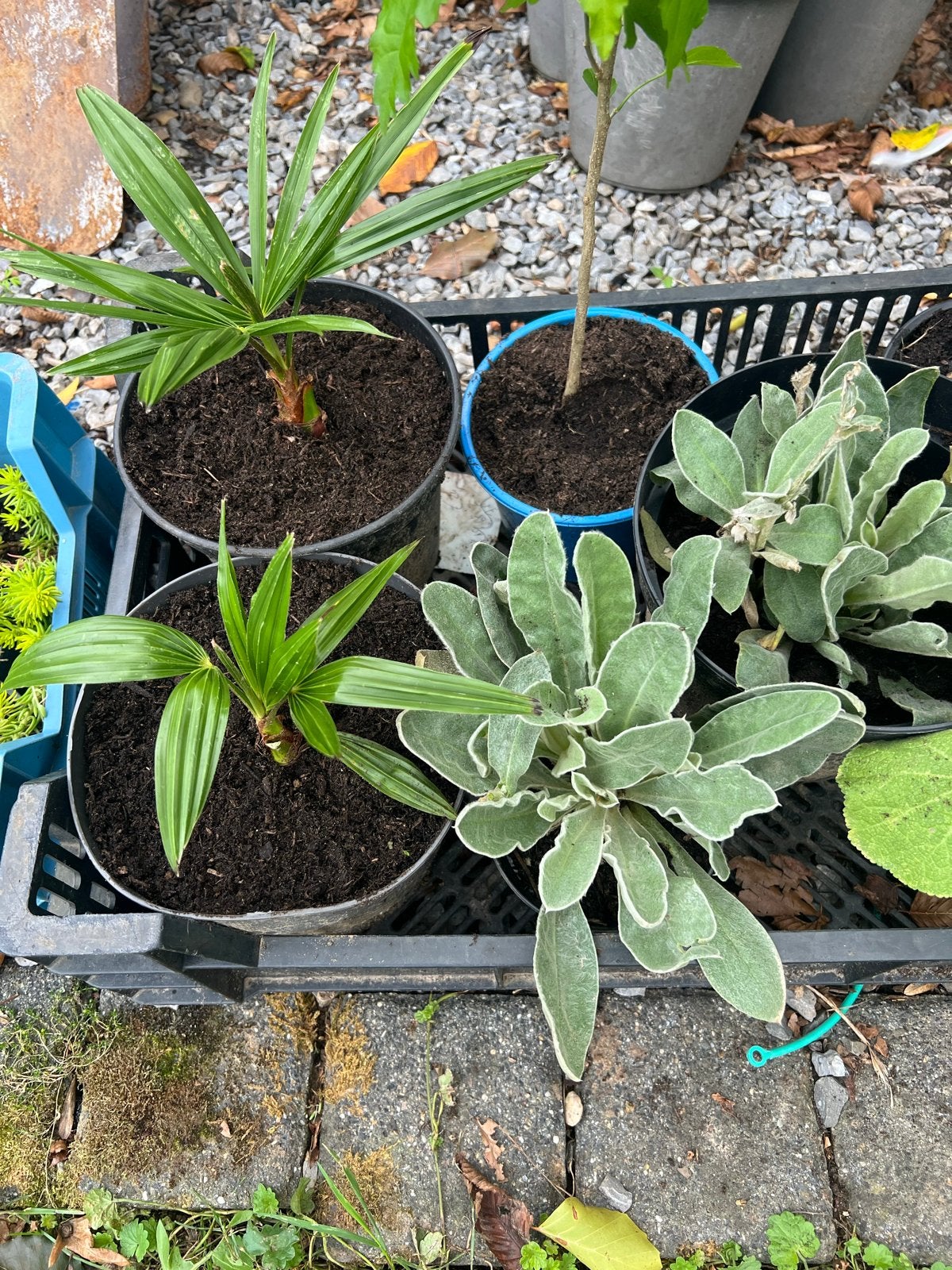 Diverse planten🤩palmen, hibiscus, sedum, stokroos, prikneus, Overige soorten, Volle zon, Vaste plant, Ophalen of Verzenden