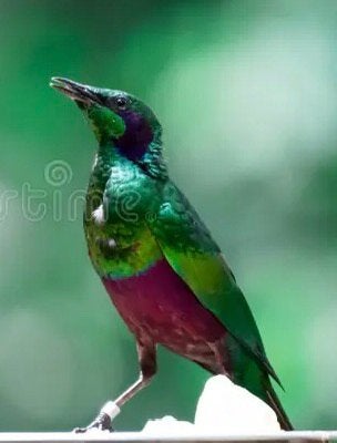 GEZOCHT : Emerald Spreeuw Pop, Dieren en Toebehoren, Vogels | Overige Vogels, Vrouwelijk, Geringd