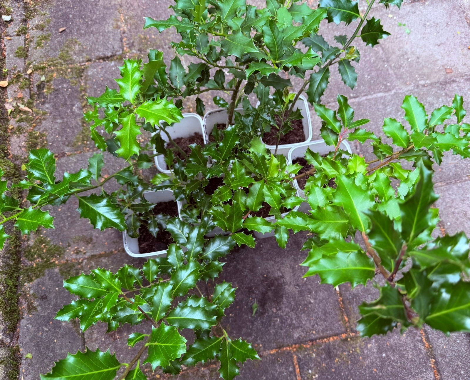 7x mooi hulst planten/struiken, Tuin en Terras, Ophalen, Overige soorten, Minder dan 100 cm