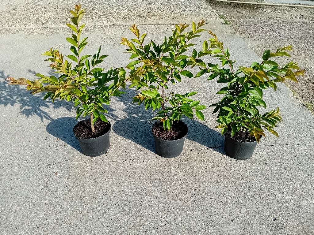 10x Lagerstroemia Tuskegee zomeraanbieding, Tuin en Terras, Overige soorten, Volle zon, Vaste plant, Ophalen of Verzenden