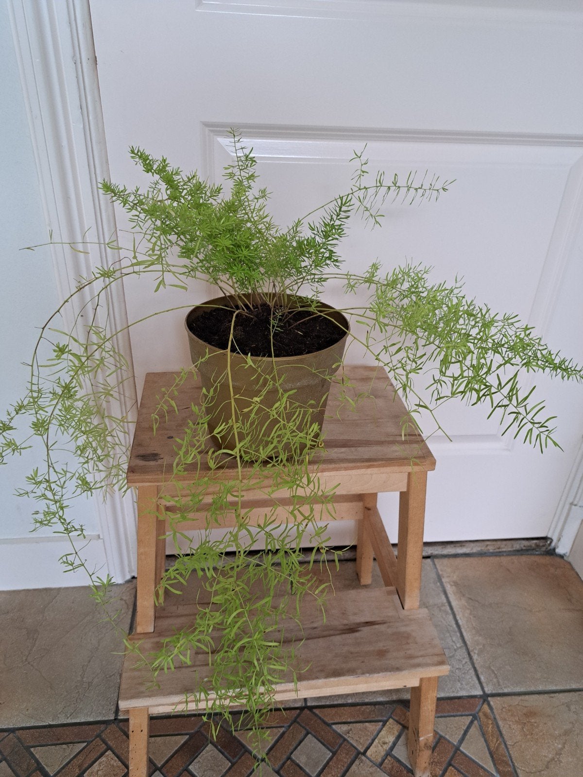hangplant asparagus, Ophalen, Halfschaduw, Minder dan 100 cm