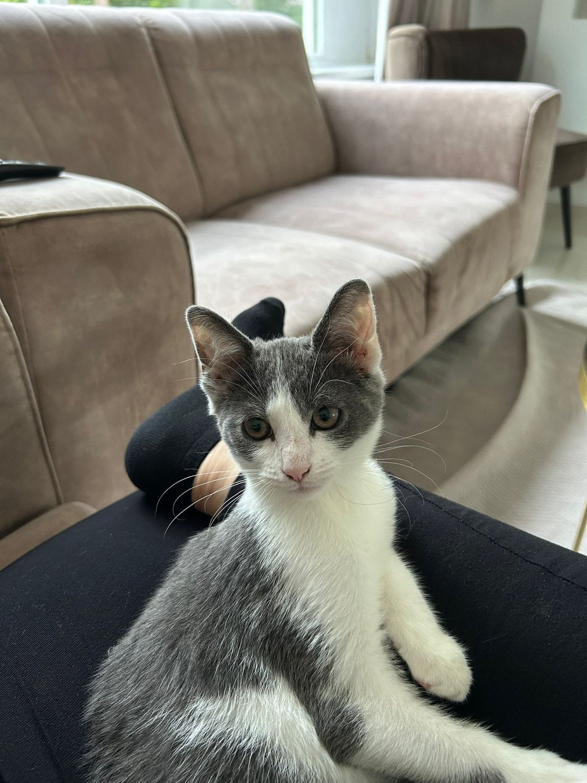Kitten 10 weken oud