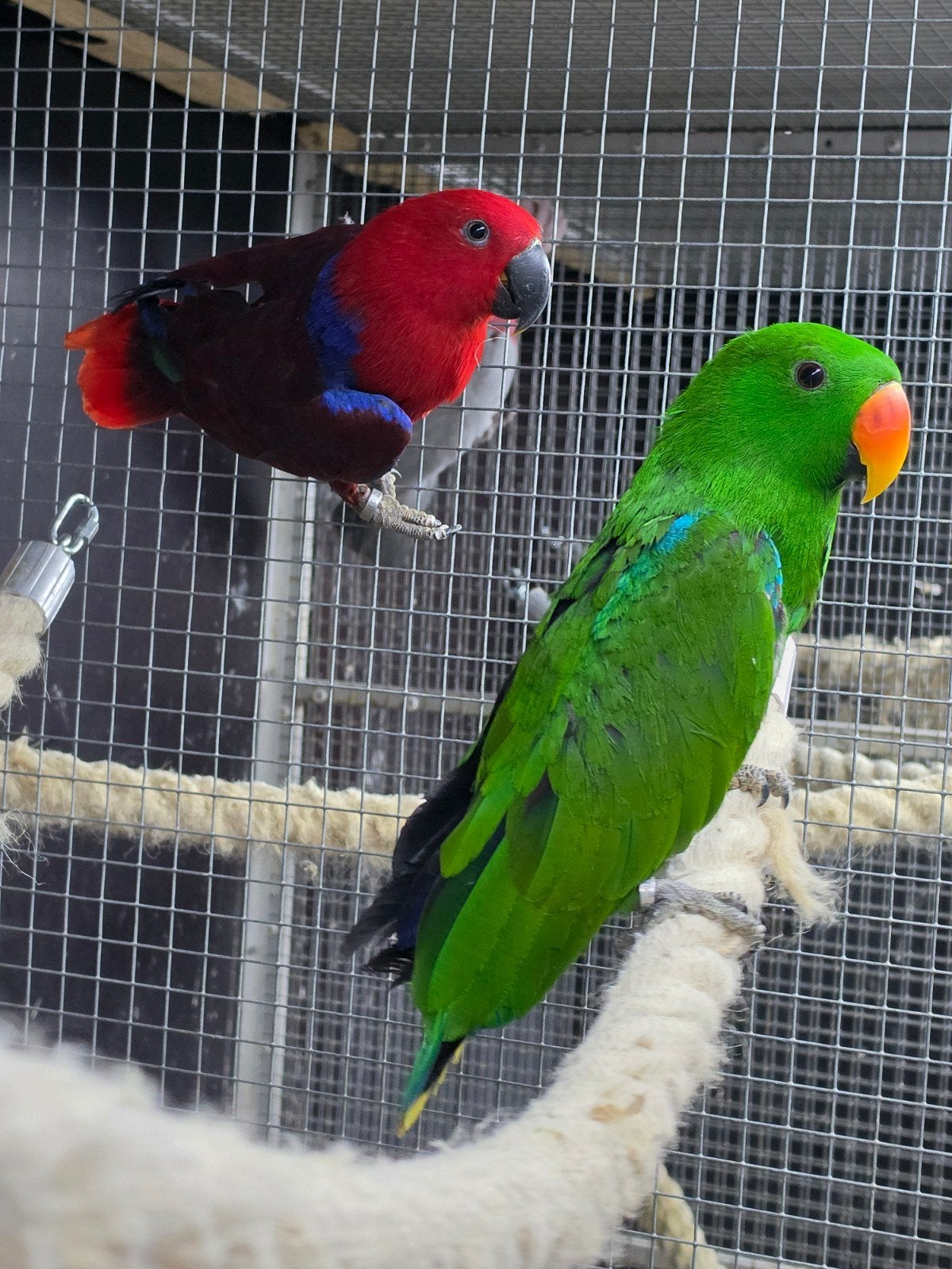 Te koop 1-1 edelpapegaaien 2025 onverwand man bijzonder fors, Dieren en Toebehoren, Vogels | Parkieten en Papegaaien, Meerdere dieren