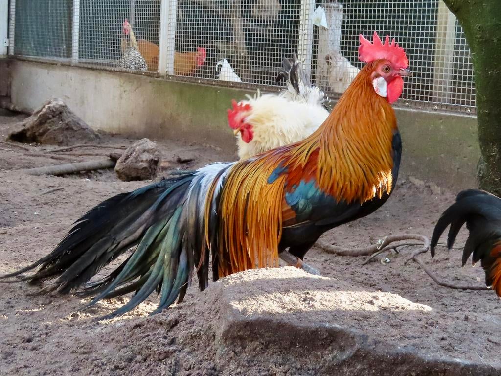 Goudpatrijs phoenix kriel haan TEAB, Mannelijk, Kip