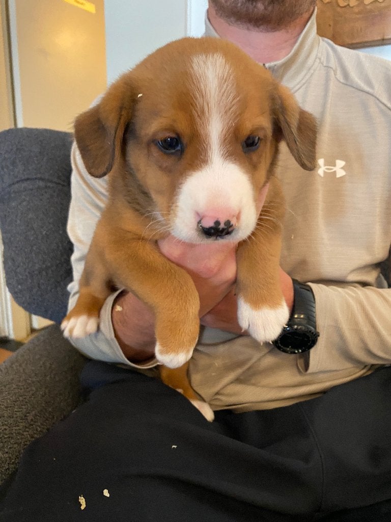 Entlebucher Sennenhond pups, 8 tot 15 weken, Meerdere dieren, Eén hond, CDV (hondenziekte)
