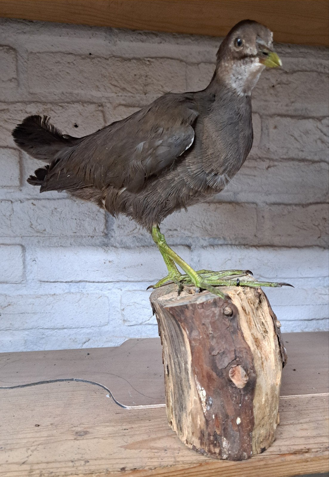 Opgezette Waterhoen, Verzamelen, Ophalen of Verzenden, Zo goed als nieuw, Vogel, Opgezet dier