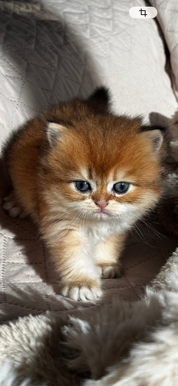 Britse korthaar kittens golden shaded KAMPIOENEN OUDERS, Meerdere dieren, Met stamboom