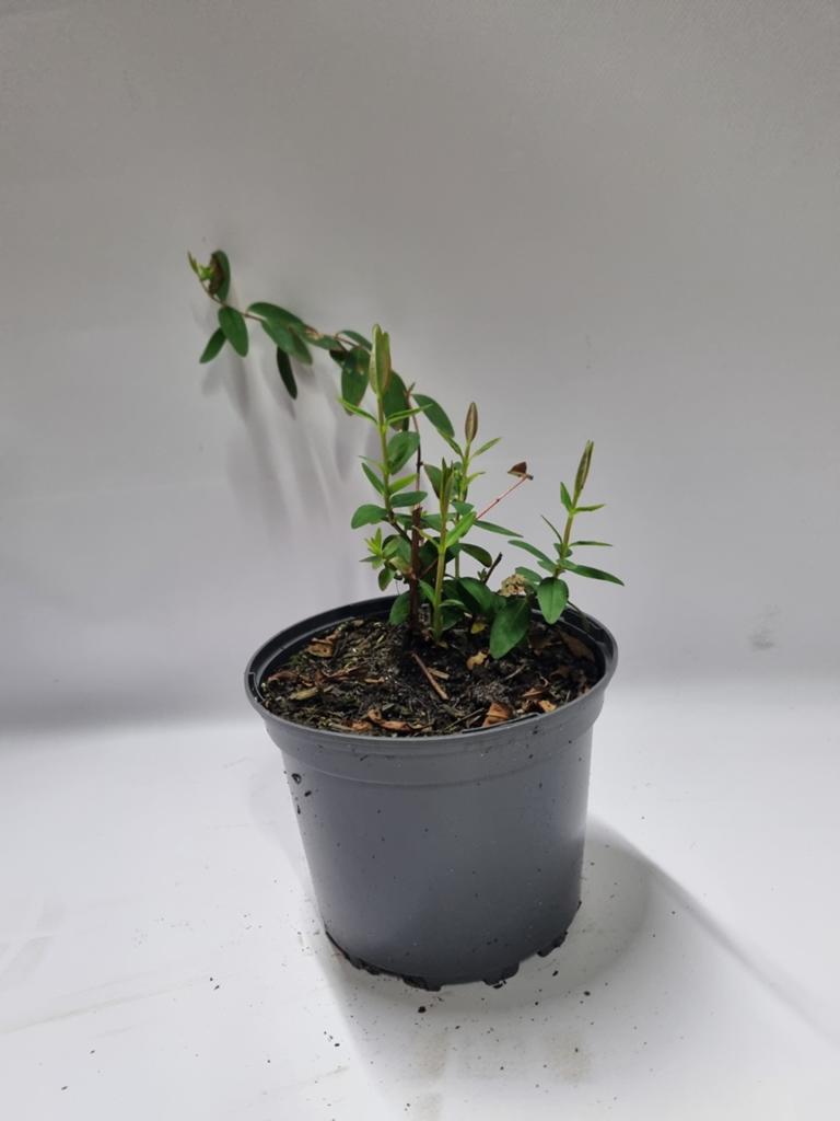 Hypericum te koop, Ophalen, Vaste plant, Overige soorten, Volle zon