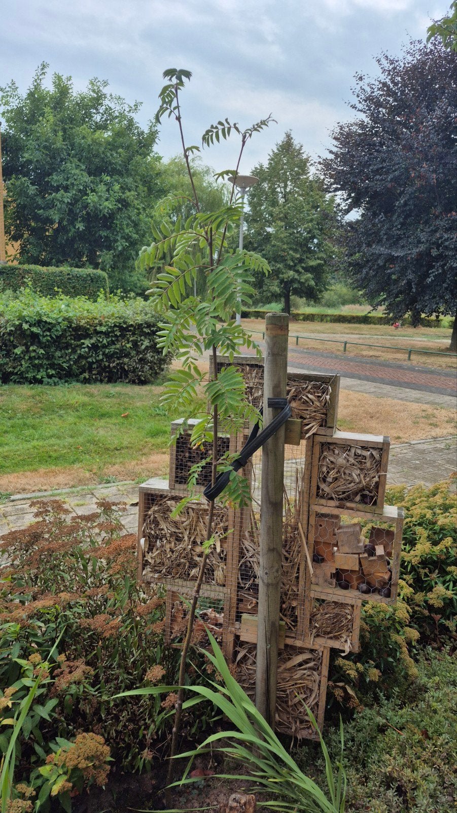 wilde Lijsterbes, Tuin en Terras, Planten | Bomen, Ophalen, Overige soorten, 100 tot 250 cm